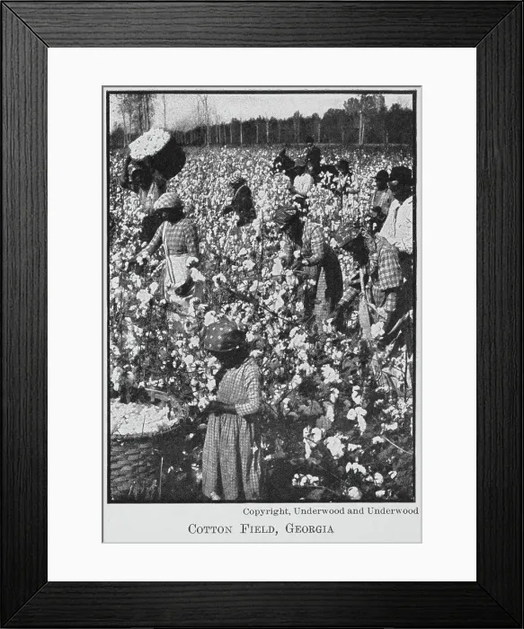 Framed Print : Cotton field, Georgia, 1911. Creator: Unknown Framed Print : Cotton field, Georgia, 1911. Creator: Unknown