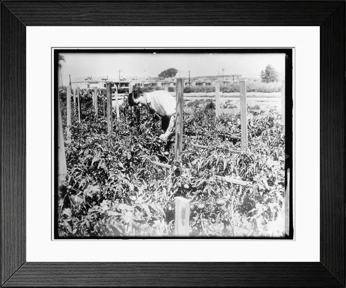 Framed Print : War Garden, between 1910 and 1920. Creator: Harris & Ewing. War Garden, between 1910 and 1920. Creator: Harris & Ewing Framed Print : War Garden, between 1910 and 1920. Creator: Harris & Ewing. War Garden, between 1910 and 1920. Creator: Harris & Ewing