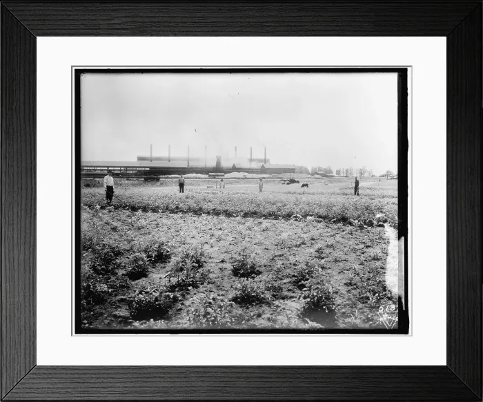 Framed Print : War Garden Commission, between 1910 and 1920. Creator: Harris & Ewing. War Garden Commission, between 1910 and 1920. Creator: Harris & Ewing Framed Print : War Garden Commission, between 1910 and 1920. Creator: Harris & Ewing. War Garden Commission, between 1910 and 1920. Creator: Harris & Ewing