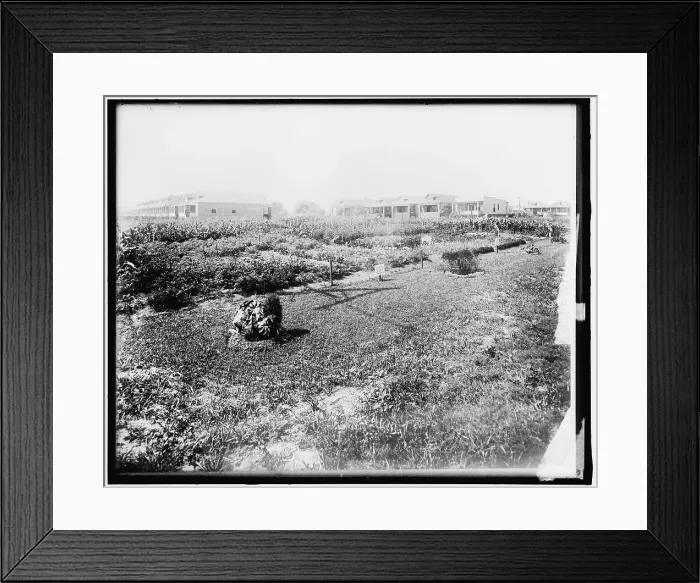 Framed Print : War Garden Commission, between 1910 and 1920. Creator: Harris & Ewing. War Garden Commission, between 1910 and 1920. Creator: Harris & Ewing