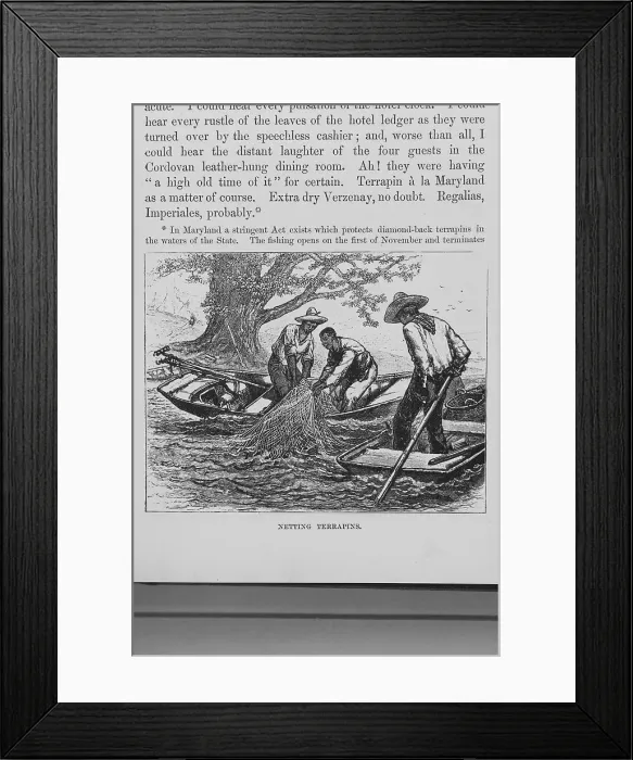 Framed Print : Netting terrapins, 1882. Creator: Unknown