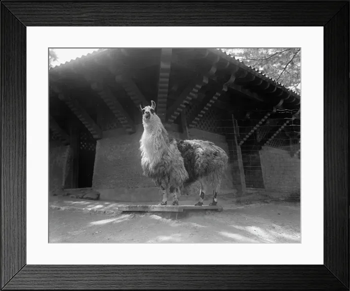 Framed Print : Zoo, Washington, D.C.: Llama, 1916. Creator: Harris & Ewing. Zoo, Washington, D.C.: Llama, 1916. Creator: Harris & Ewing Framed Print : Zoo, Washington, D.C.: Llama, 1916. Creator: Harris & Ewing. Zoo, Washington, D.C.: Llama, 1916. Creator: Harris & Ewing