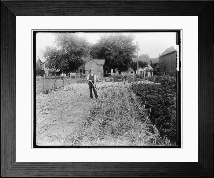 Framed Print : War Garden, between 1910 and 1920. Creator: Harris & Ewing. War Garden, between 1910 and 1920. Creator: Harris & Ewing Framed Print : War Garden, between 1910 and 1920. Creator: Harris & Ewing. War Garden, between 1910 and 1920. Creator: Harris & Ewing