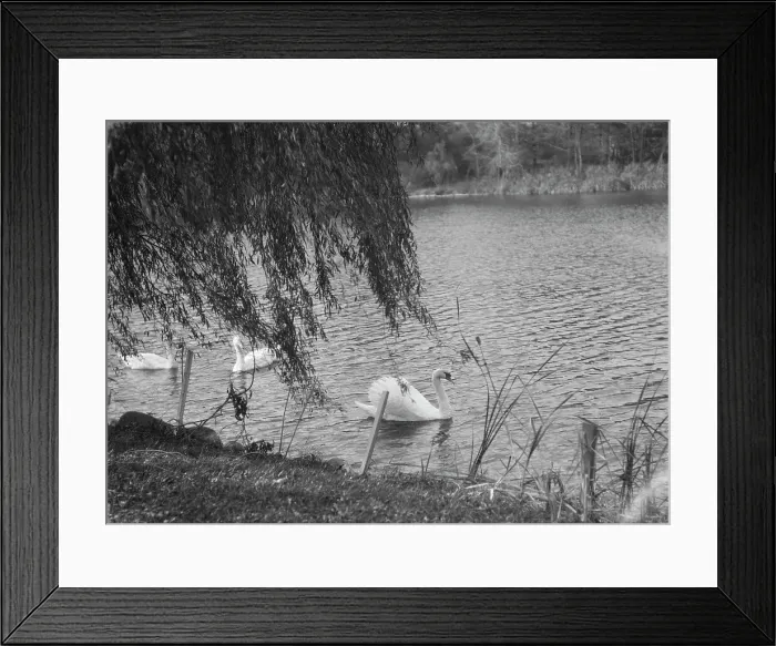 Framed Print : Taylor, Myron C. Mr. residence and grounds, Locust Valley, Long Island, New York, 1928 Nov. Creator: Arnold Genthe Framed Print : Taylor, Myron C. Mr. residence and grounds, Locust Valley, Long Island, New York, 1928 Nov. Creator: Arnold Genthe