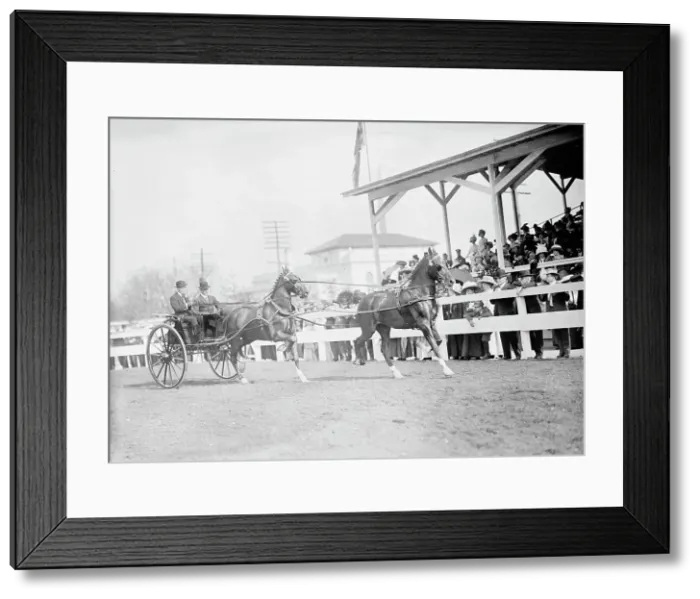 Framed Print : Horse Shows - John Roll Mclean Entries, 1911. Creator: Harris & Ewing. Horse Shows - John Roll Mclean Entries, 1911. Creator: Harris & Ewing Framed Print : Horse Shows - John Roll Mclean Entries, 1911. Creator: Harris & Ewing. Horse Shows - John Roll Mclean Entries, 1911. Creator: Harris & Ewing