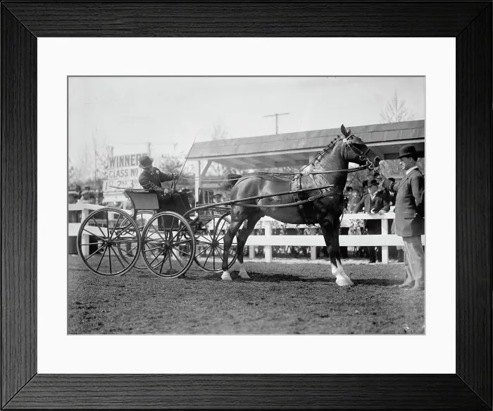 Framed Print : Horse Shows - Unidentified Men, Driving, 1911. Creator: Harris & Ewing. Horse Shows - Unidentified Men, Driving, 1911. Creator: Harris & Ewing Framed Print : Horse Shows - Unidentified Men, Driving, 1911. Creator: Harris & Ewing. Horse Shows - Unidentified Men, Driving, 1911. Creator: Harris & Ewing