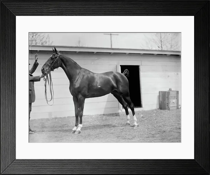 Framed Print : Horse Shows - Horses. 1911. Creator: Harris & Ewing. Horse Shows - Horses. 1911. Creator: Harris & Ewing Framed Print : Horse Shows - Horses. 1911. Creator: Harris & Ewing. Horse Shows - Horses. 1911. Creator: Harris & Ewing