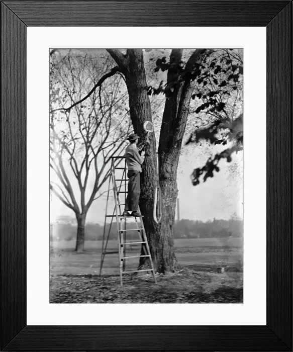 Framed Print : District of Columbia Parks - Tree Surgery, 1911. Creator: Harris & Ewing. District of Columbia Parks - Tree Surgery, 1911. Creator: Harris & Ewing Framed Print : District of Columbia Parks - Tree Surgery, 1911. Creator: Harris & Ewing. District of Columbia Parks - Tree Surgery, 1911. Creator: Harris & Ewing