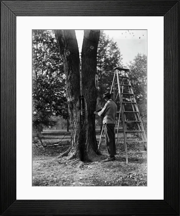Framed Print : District of Columbia Parks - Tree Surgery, 1911. Creator: Harris & Ewing. District of Columbia Parks - Tree Surgery, 1911. Creator: Harris & Ewing Framed Print : District of Columbia Parks - Tree Surgery, 1911. Creator: Harris & Ewing. District of Columbia Parks - Tree Surgery, 1911. Creator: Harris & Ewing