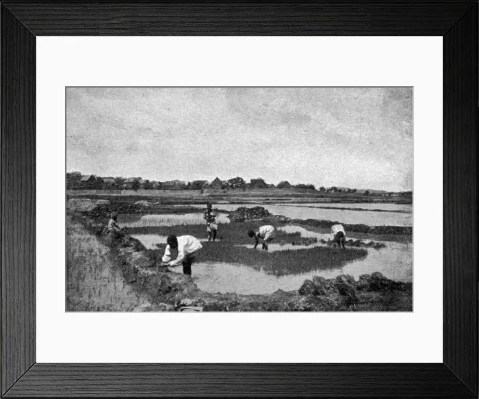 Framed Print : Une riziere a Madagascar; Iles Africaines de la mer des Indes, 1914. Creator: Unknown Framed Print : Une riziere a Madagascar; Iles Africaines de la mer des Indes, 1914. Creator: Unknown
