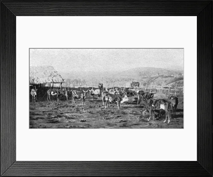 Framed Print : Un troupeau de boeufs a Madagascar; Iles Africaines de la mer des Indes, 1914. Creator: Unknown Framed Print : Un troupeau de boeufs a Madagascar; Iles Africaines de la mer des Indes, 1914. Creator: Unknown