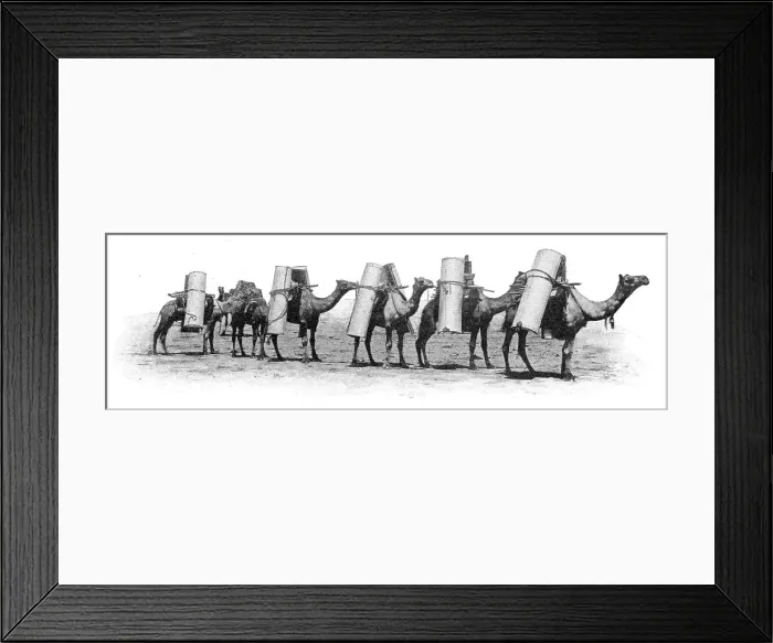 Framed Print : Transport de materiaux a dos chameau dans le partie septentrionale de lAustralie du Sud... 1914. Creator: Unknown Framed Print : Transport de materiaux a dos chameau dans le partie septentrionale de lAustralie du Sud... 1914. Creator: Unknown