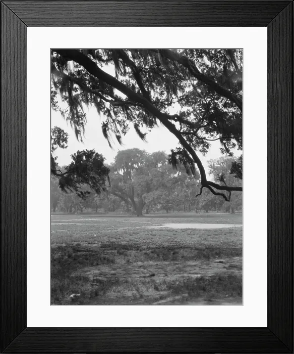 Framed Print : Oak trees, New Orleans, between 1920 and 1926. Creator: Arnold Genthe Framed Print : Oak trees, New Orleans, between 1920 and 1926. Creator: Arnold Genthe