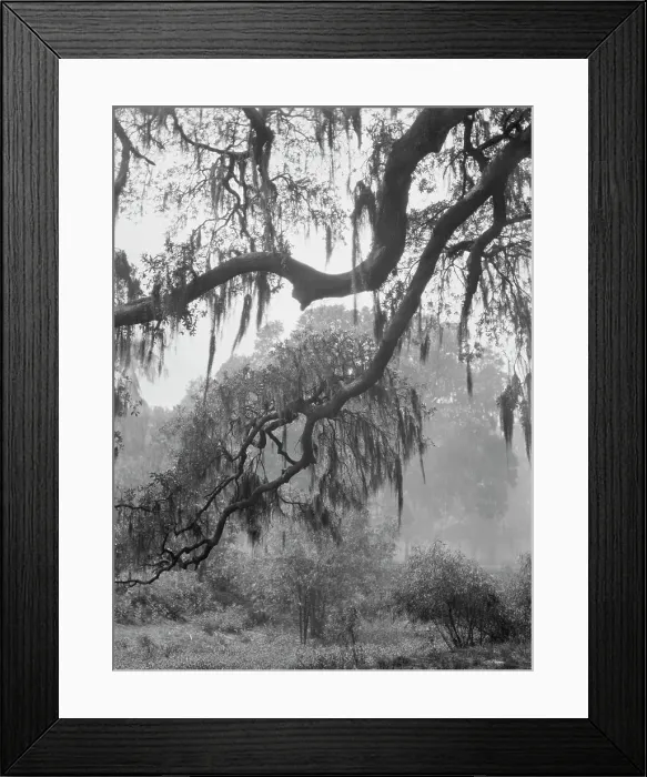 Framed Print : Spanish moss, New Orleans, between 1920 and 1926. Creator: Arnold Genthe Framed Print : Spanish moss, New Orleans, between 1920 and 1926. Creator: Arnold Genthe
