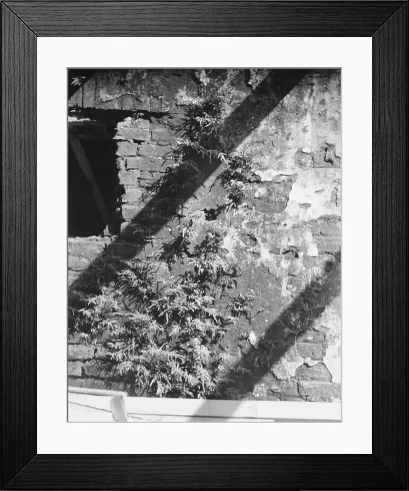 Framed Print : Ferns growing in a wall, New Orleans or Charleston, South Carolina, between 1920 and 1926. Creator: Arnold Genthe Framed Print : Ferns growing in a wall, New Orleans or Charleston, South Carolina, between 1920 and 1926. Creator: Arnold Genthe
