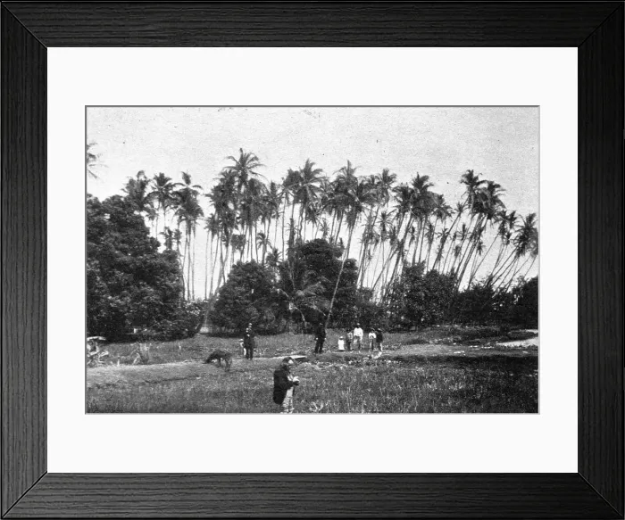 Framed Print : Une plantation de cocotiers dans les iles Hawai; Les Terres Du Pacifique, 1914. Creator: Unknown Framed Print : Une plantation de cocotiers dans les iles Hawai; Les Terres Du Pacifique, 1914. Creator: Unknown