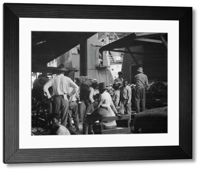Framed Print : Unloading bananas, New Orleans, between 1920 and 1926. Creator: Arnold Genthe Framed Print : Unloading bananas, New Orleans, between 1920 and 1926. Creator: Arnold Genthe
