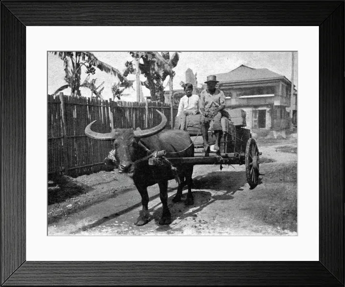Framed Print : Type d'attelage aux Philippines; Les Terres Du Pacifique, 1914. Creator: Unknown Framed Print : Type d'attelage aux Philippines; Les Terres Du Pacifique, 1914. Creator: Unknown
