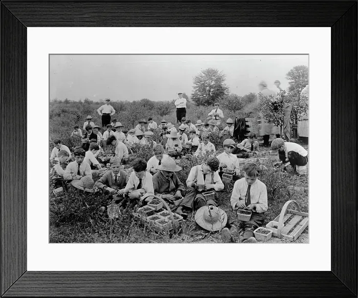 Framed Print : National Emergency War Gardens Com. - Boys Picking Berries, 1917. Creator: Harris & Ewing. National Emergency War Gardens Com. - Boys Picking Berries, 1917. Creator: Harris & Ewing Framed Print : National Emergency War Gardens Com. - Boys Picking Berries, 1917. Creator: Harris & Ewing. National Emergency War Gardens Com. - Boys Picking Berries, 1917. Creator: Harris & Ewing
