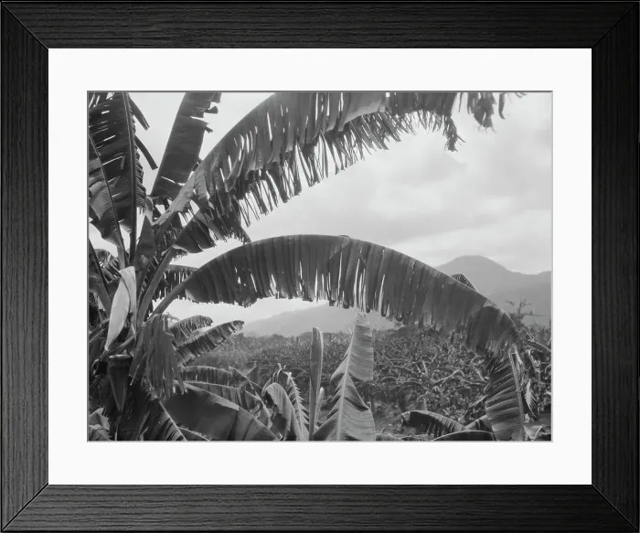 Framed Print : Travel views of Cuba and Guatemala, between 1899 and 1926. Creator: Arnold Genthe Framed Print : Travel views of Cuba and Guatemala, between 1899 and 1926. Creator: Arnold Genthe