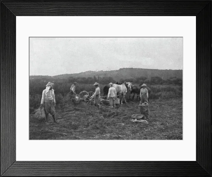 Framed Print : Aspects imprevus de la campage Francaise: les indo-chinois aux champs, 1916. Creator: Unknown Framed Print : Aspects imprevus de la campage Francaise: les indo-chinois aux champs, 1916. Creator: Unknown