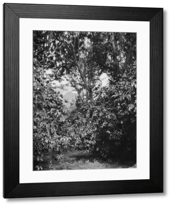 Framed Print : Travel views of Cuba and Guatemala, between 1899 and 1926. Creator: Arnold Genthe Framed Print : Travel views of Cuba and Guatemala, between 1899 and 1926. Creator: Arnold Genthe