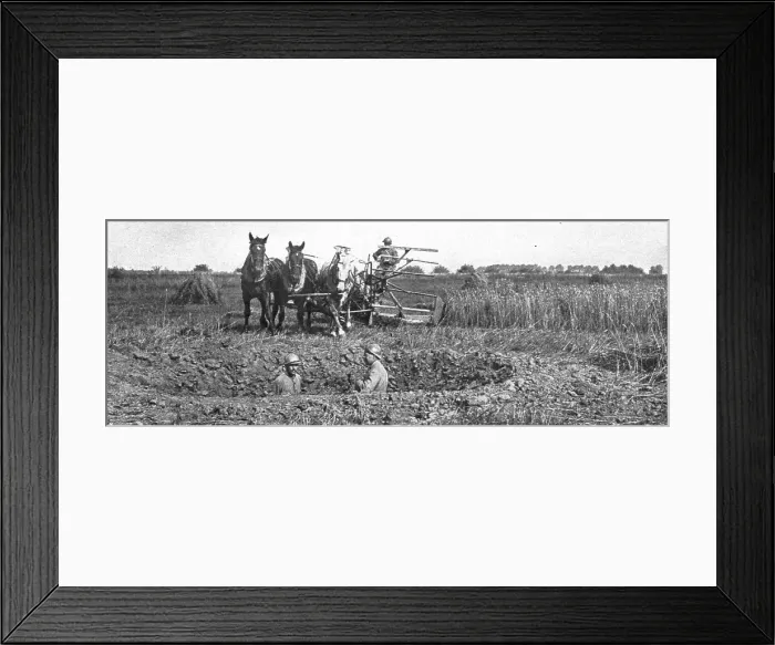 Framed Print : Contrastes sur le front de la Somme; La moisson derriere le champ de bataille, 1916 Creator: Unknown Framed Print : Contrastes sur le front de la Somme; La moisson derriere le champ de bataille, 1916 Creator: Unknown