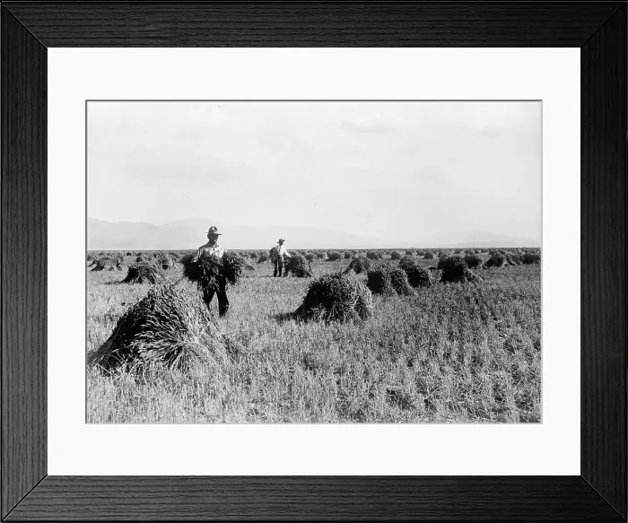 Framed Print : Minidoka Project - U.S. Reclamation Bureau. Minidoka Desert On Year After Irrigation By Gov... 1912 Creator: Harris & Ewing. Minidoka Project - U.S. Reclamation Bureau Framed Print : Minidoka Project - U.S. Reclamation Bureau. Minidoka Desert On Year After Irrigation By Gov... 1912 Creator: Harris & Ewing. Minidoka Project - U.S. Reclamation Bureau