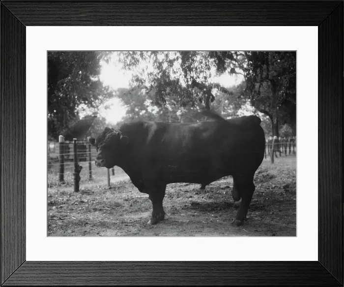 Framed Print : Travel views of Cuba and Guatemala, between 1899 and 1926. Creator: Arnold Genthe Framed Print : Travel views of Cuba and Guatemala, between 1899 and 1926. Creator: Arnold Genthe