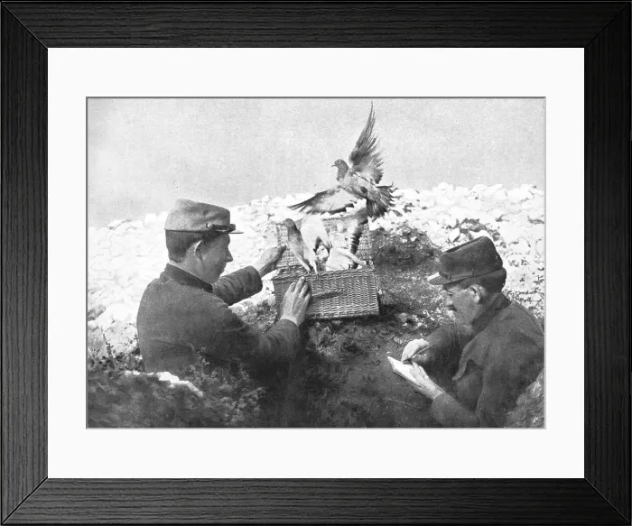 Framed Print : Precieux Auxiliaires; Un lacher de pigeons, 1915. Creator: Unknown Framed Print : Precieux Auxiliaires; Un lacher de pigeons, 1915. Creator: Unknown