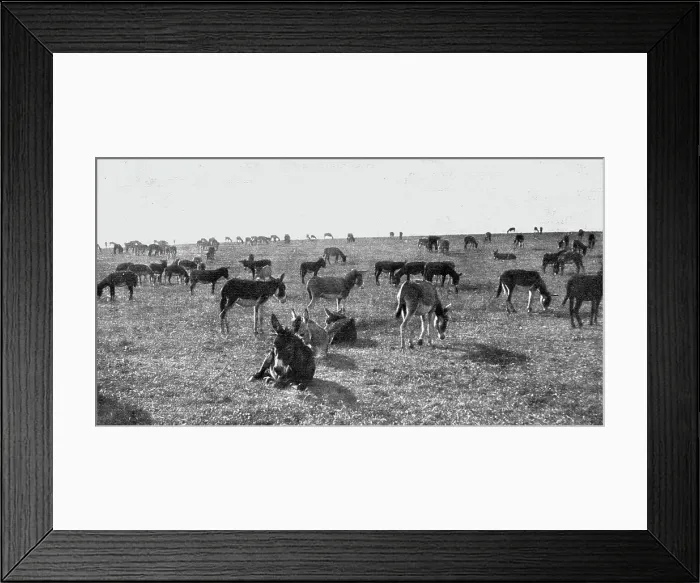 Framed Print : Les Bourriquots de ravitaillement; petits anes d'Afrique nouvellement debarques, au repos... 1916. Creator: Unknown Framed Print : Les Bourriquots de ravitaillement; petits anes d'Afrique nouvellement debarques, au repos... 1916. Creator: Unknown