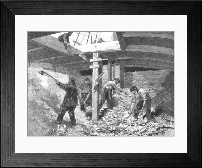 Framed Print : The Newfoundland Cod Fishery; Salting the Fish in the Hold of the Brig, 1891. Creator: Unknown Framed Print : The Newfoundland Cod Fishery; Salting the Fish in the Hold of the Brig, 1891. Creator: Unknown
