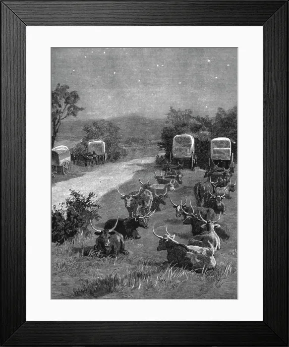 Framed Print : Lord Randolph Churchill in South Africa; The Oxen Outspanned in Camp, 1891. Creator: Major Giles Framed Print : Lord Randolph Churchill in South Africa; The Oxen Outspanned in Camp, 1891. Creator: Major Giles