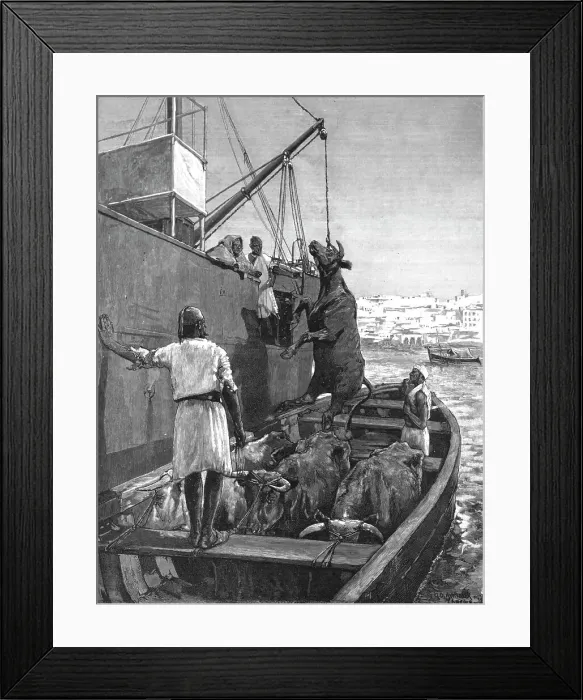 Framed Print : The Cattle Trade -- Landing Bullocks at Tangier, Morocco, 1891 Creator: George Denholm Armour Framed Print : The Cattle Trade -- Landing Bullocks at Tangier, Morocco, 1891 Creator: George Denholm Armour