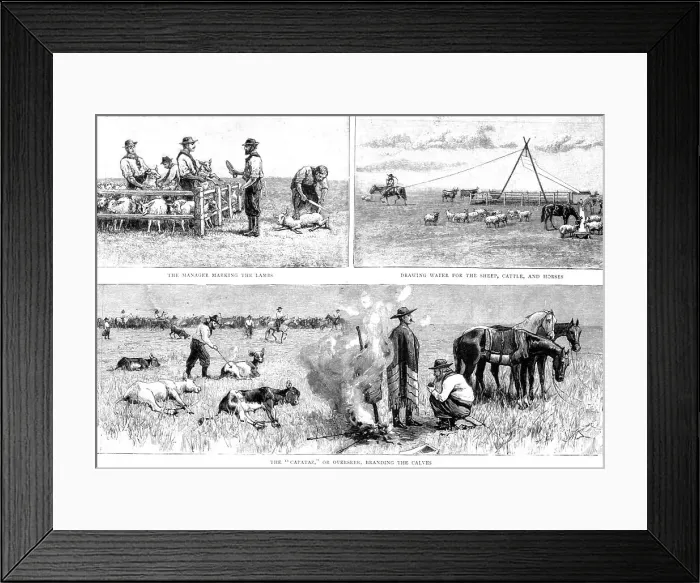 Framed Print : Sketches of Life on an Estancia in the Argentine Republic; work on the Pampas, 1891. Creator: Unknown Framed Print : Sketches of Life on an Estancia in the Argentine Republic; work on the Pampas, 1891. Creator: Unknown