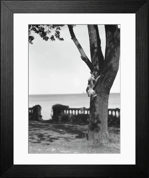 Framed Print : Cosgrave grounds, not before 1917. Creator: Arnold Genthe Framed Print : Cosgrave grounds, not before 1917. Creator: Arnold Genthe