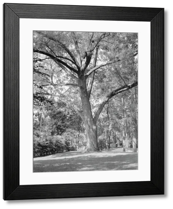 Framed Print : Rothbart, Albert, Mr. grounds, between 1920 and 1935. Creator: Arnold Genthe Framed Print : Rothbart, Albert, Mr. grounds, between 1920 and 1935. Creator: Arnold Genthe