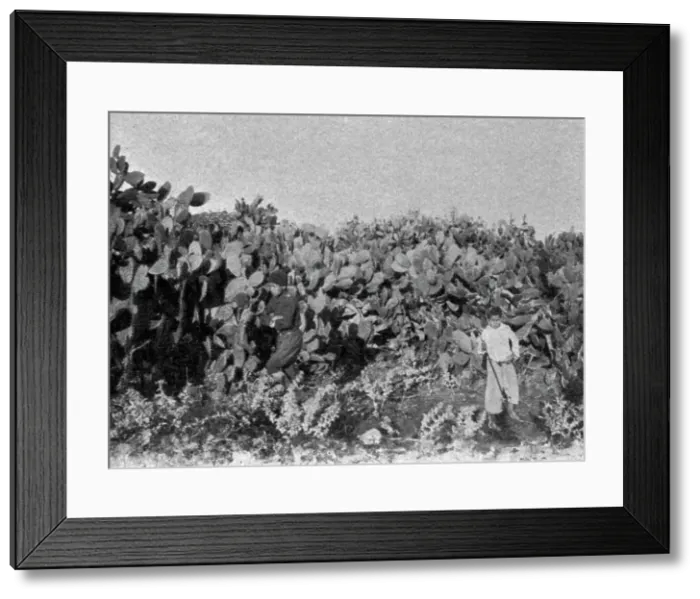 Framed Print : Dans la plaine de Kaiouan. Un buisson de cactus; Afrique du nord, 1914. Creator: Charles Chusseau-Flaviens Framed Print : Dans la plaine de Kaiouan. Un buisson de cactus; Afrique du nord, 1914. Creator: Charles Chusseau-Flaviens