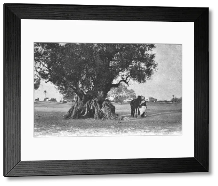Framed Print : Un olivier a Djerba; Afrique du nord, 1914. Creator: Jules Gervais-Courtellemont Framed Print : Un olivier a Djerba; Afrique du nord, 1914. Creator: Jules Gervais-Courtellemont