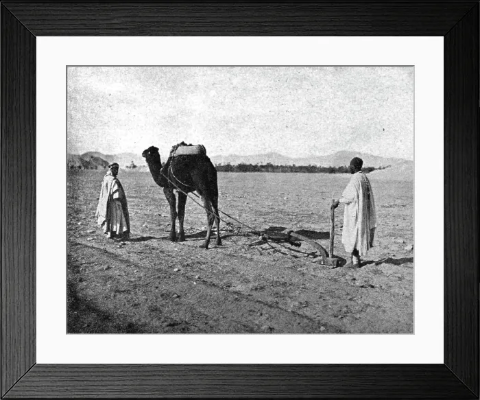 Framed Print : Un charrue arabe; Afrique du nord, 1914. Creator: Unknown Framed Print : Un charrue arabe; Afrique du nord, 1914. Creator: Unknown