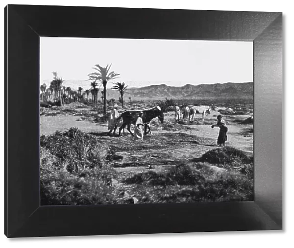 Battage du ble dans les Ziban; Afrique du nord, 1914. Creator: Unknown
