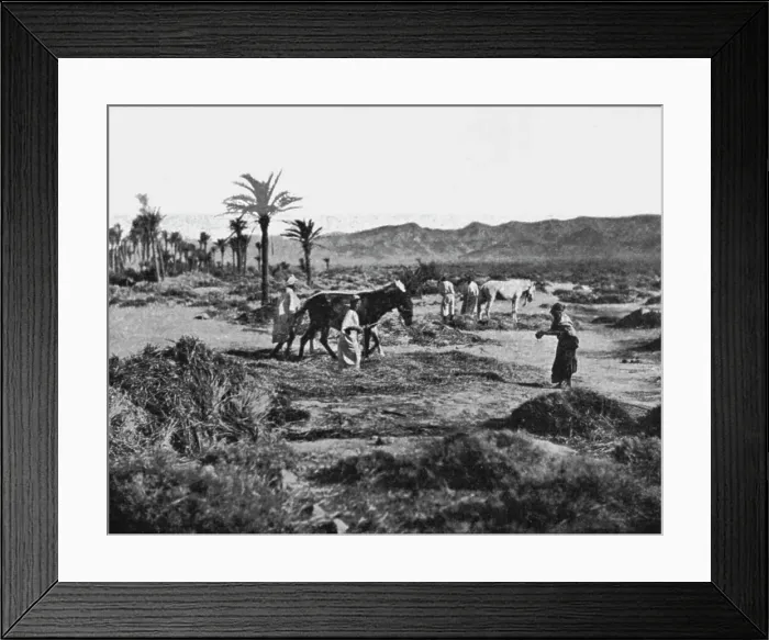 Framed Print : Battage du ble dans les Ziban; Afrique du nord, 1914. Creator: Unknown Framed Print : Battage du ble dans les Ziban; Afrique du nord, 1914. Creator: Unknown