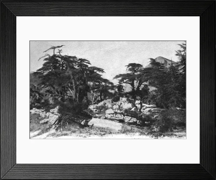 Framed Print : Foret de cedres; Afrique du nord, 1914. Creator: Jules Gervais-Courtellemont Framed Print : Foret de cedres; Afrique du nord, 1914. Creator: Jules Gervais-Courtellemont