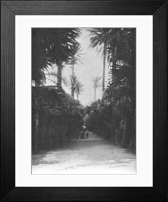 Framed Print : Un coin du jardin public d'Alger; Afrique du nord, 1914. Creator: Charles Chusseau-Flaviens Framed Print : Un coin du jardin public d'Alger; Afrique du nord, 1914. Creator: Charles Chusseau-Flaviens