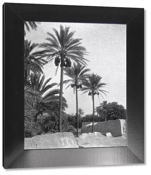Le bas Sahara-Les Oasis, palmiers dattiers; Afrique du nord, 1914. Creator: Unknown
