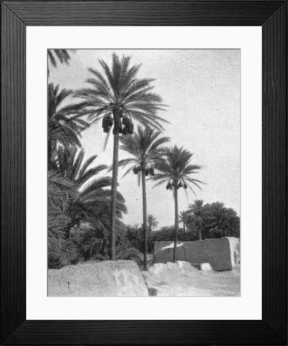 Framed Print : Le bas Sahara-Les Oasis, palmiers dattiers; Afrique du nord, 1914. Creator: Unknown Framed Print : Le bas Sahara-Les Oasis, palmiers dattiers; Afrique du nord, 1914. Creator: Unknown