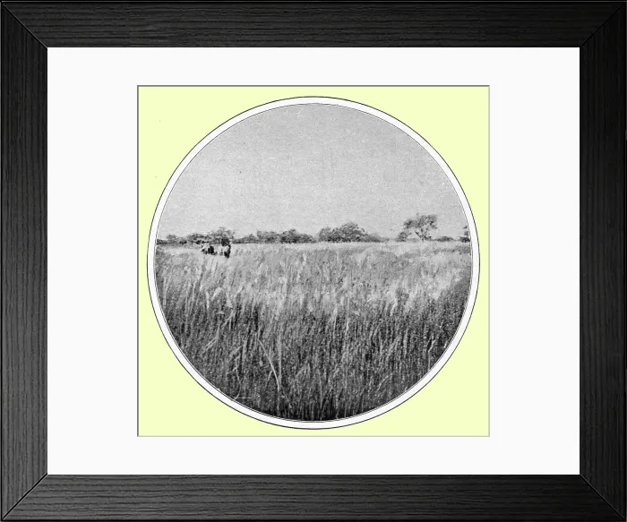 Framed Print : Paysage d'hivernage, type de savane; hautes herbes et bouquets de bois; L'Ouest Africain, 1914. Creator: Thomas Framed Print : Paysage d'hivernage, type de savane; hautes herbes et bouquets de bois; L'Ouest Africain, 1914. Creator: Thomas