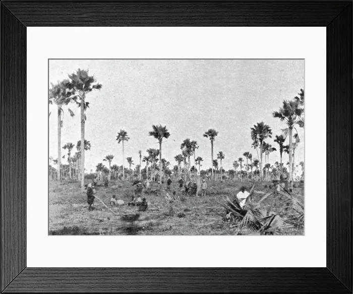 Framed Print : La foret a roniers pres de Tivaouane (Cayor central); L'Ouest Africain, 1914. Creator: Noel Freres Framed Print : La foret a roniers pres de Tivaouane (Cayor central); L'Ouest Africain, 1914. Creator: Noel Freres