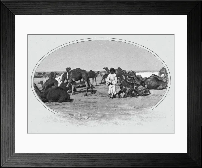 Framed Print : Maures nomades et leurs chameaux; L'Ouest Africain, 1914. Creator: Unknown Framed Print : Maures nomades et leurs chameaux; L'Ouest Africain, 1914. Creator: Unknown
