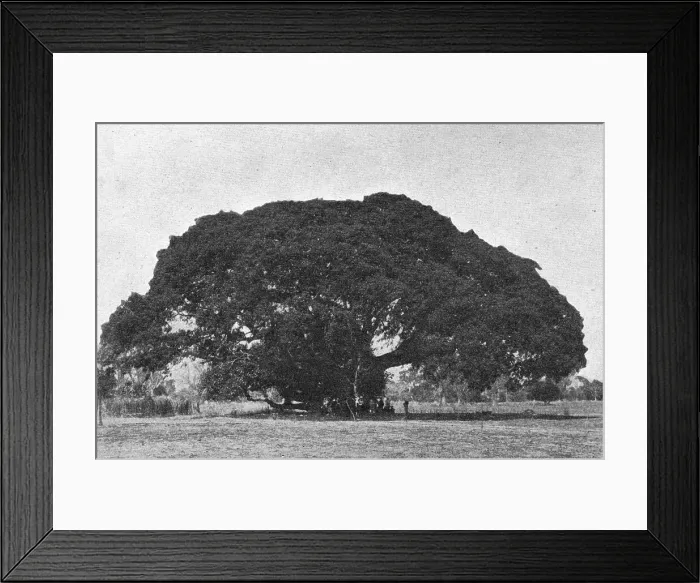 Framed Print : Cailcedrat; L'Ouest Africain, 1914. Creator: Unknown Framed Print : Cailcedrat; L'Ouest Africain, 1914. Creator: Unknown